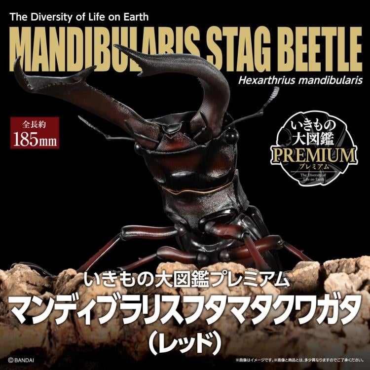 The Diversity of Life on Earth Premium Hexarthrius Mandibularis (Red) image 8