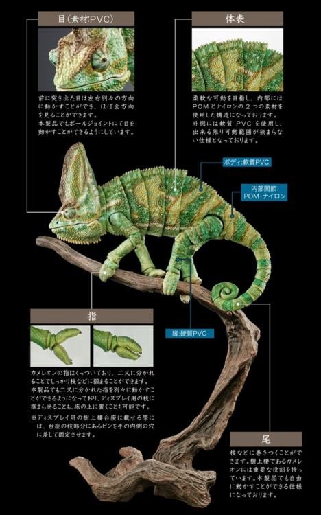 The Diversity of Life on Earth Premium Veiled Chameleon image 10