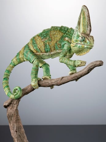 The Diversity of Life on Earth Premium Veiled Chameleon image 2