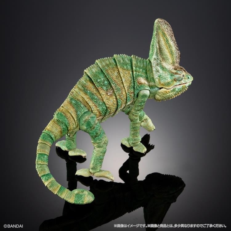 The Diversity of Life on Earth Premium Veiled Chameleon image 4