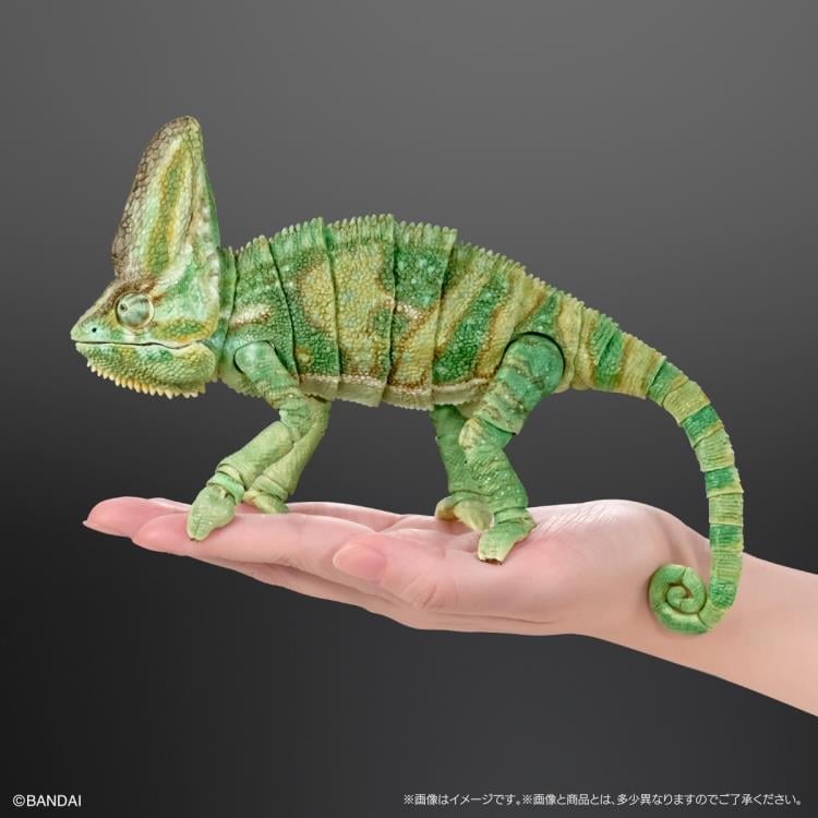 The Diversity of Life on Earth Premium Veiled Chameleon image 5
