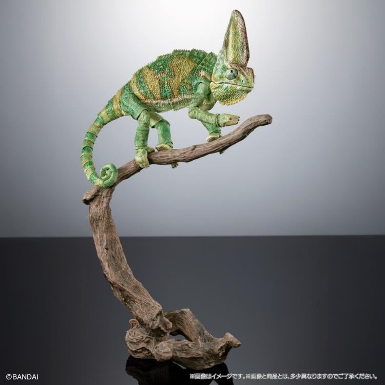 The Diversity of Life on Earth Premium Veiled Chameleon image 7