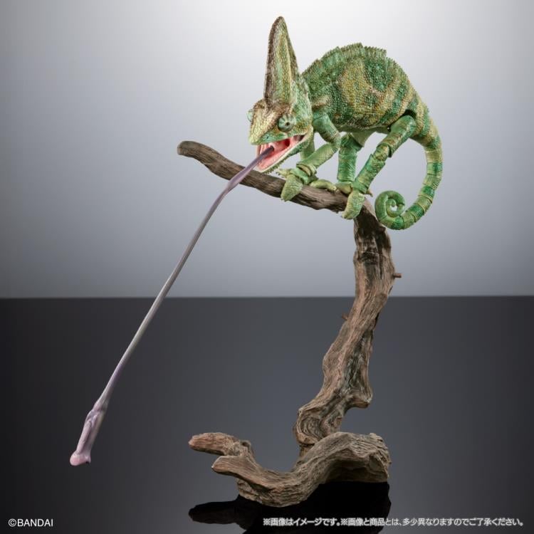 The Diversity of Life on Earth Premium Veiled Chameleon image 8