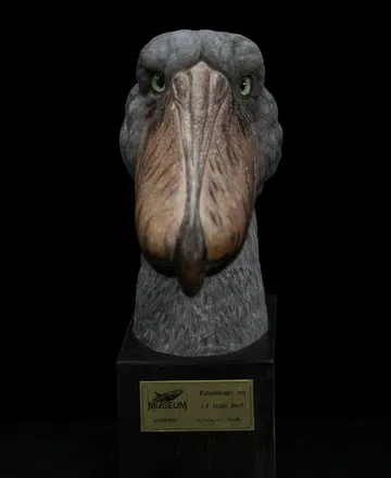 Museum Series Shoebill