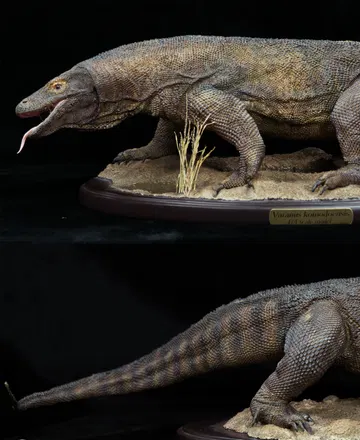Museum Series Komodo Dragon