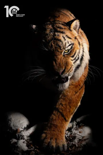 Museum Series Northeast Tiger Museum-Grade Replica