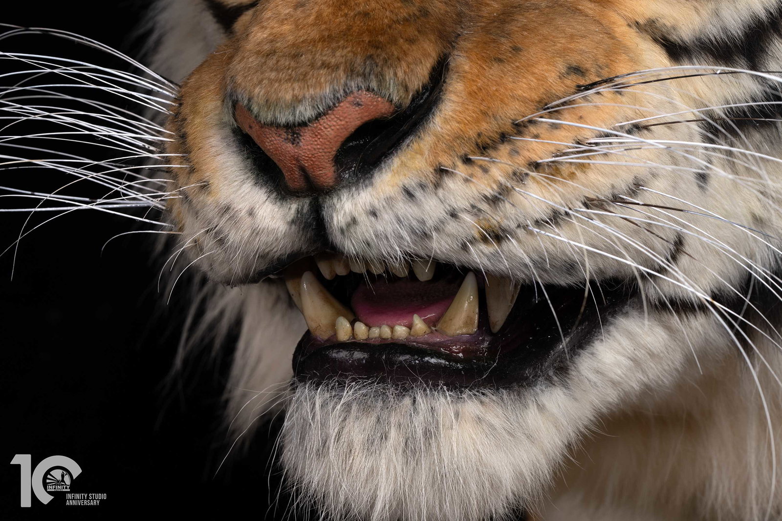 Museum Series Northeast Tiger Museum-Grade Replica image 7