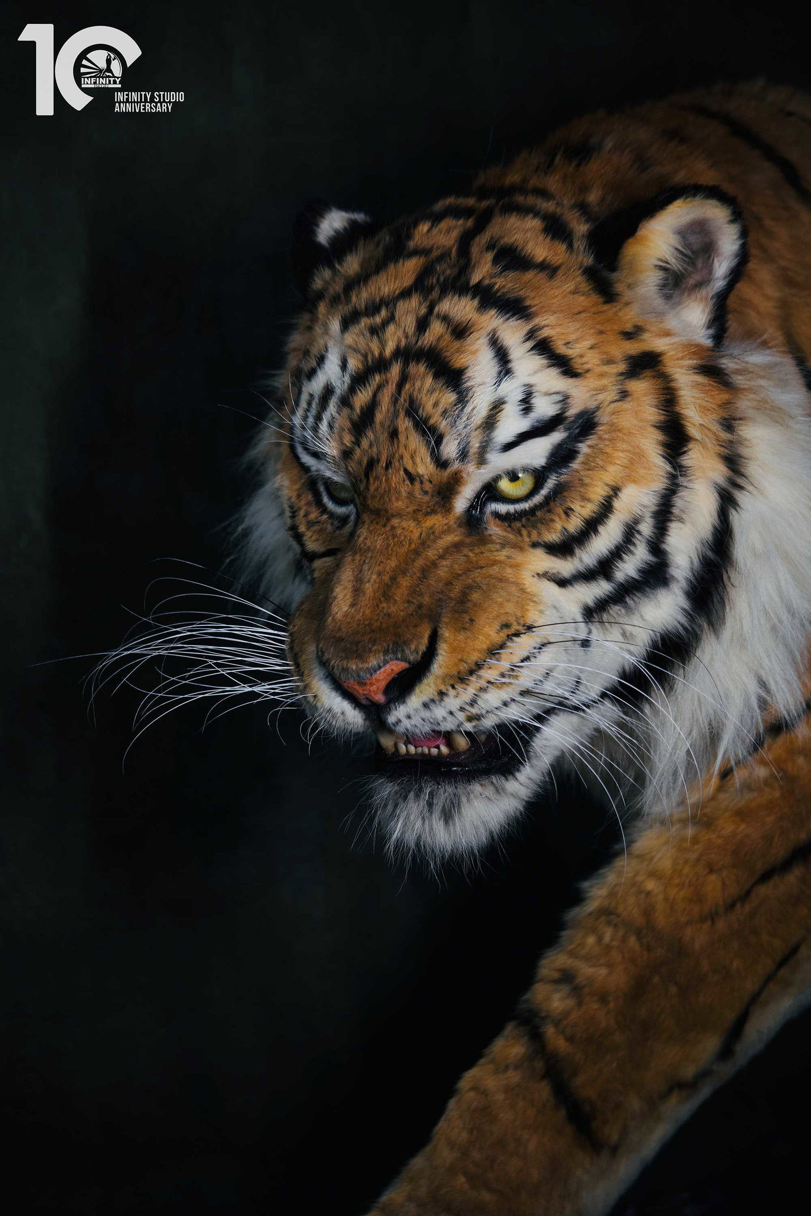 Museum Series Northeast Tiger Museum-Grade Replica image 9