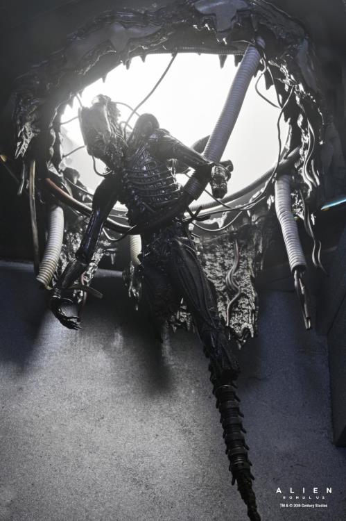 Alien: Romulus Suspended Lab Xenomorph XX121 Deluxe image 5