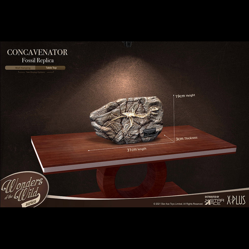Concavenator (Fossil) image 2