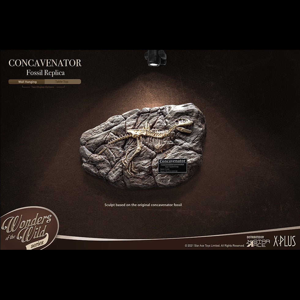 Concavenator (Fossil) image 3