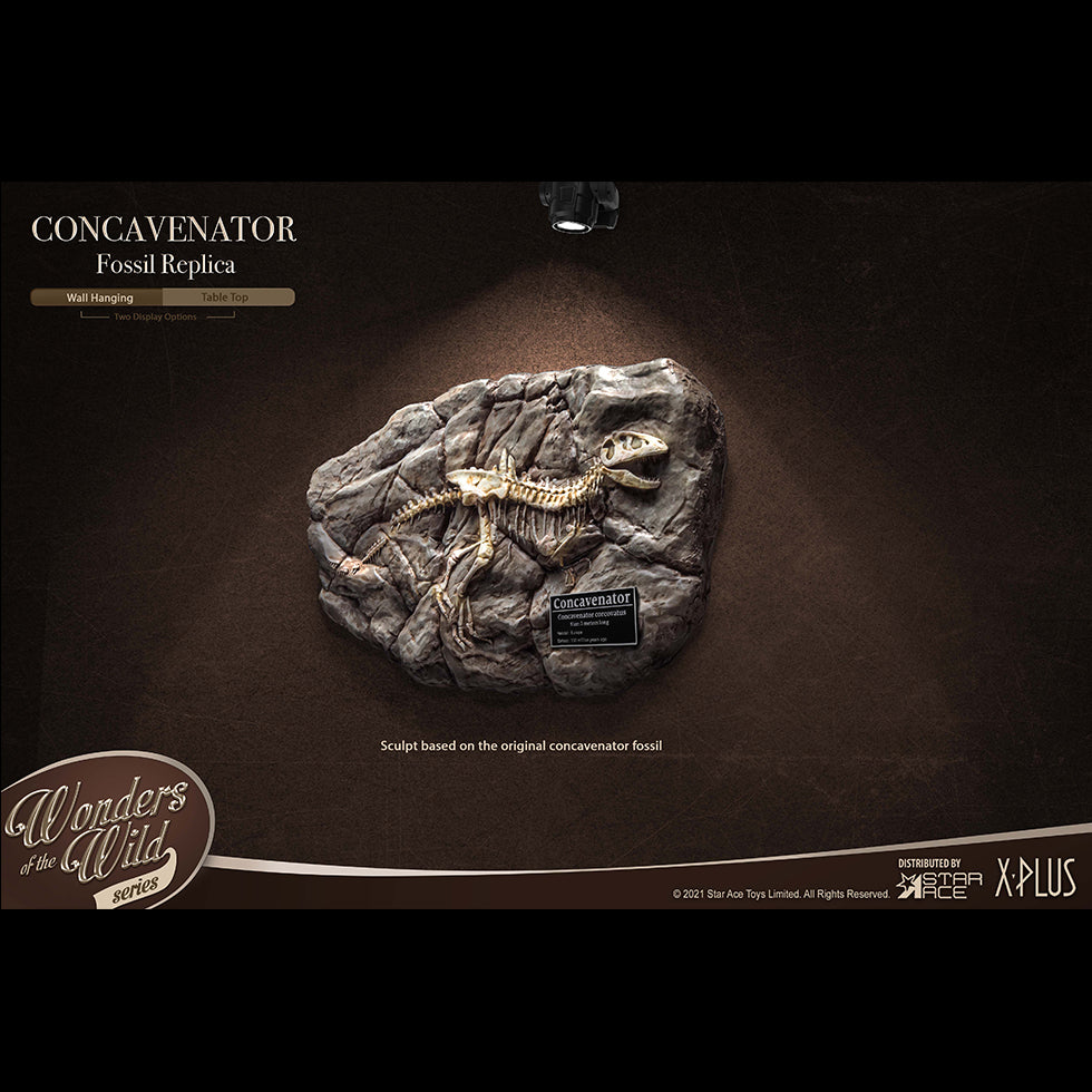 Concavenator (Fossil) image 4