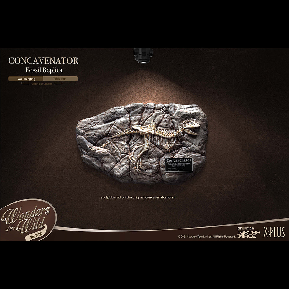 Concavenator (Fossil) image 5
