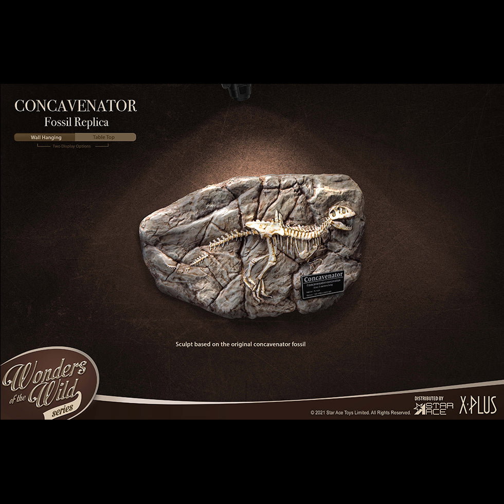 Concavenator (Fossil) image 6