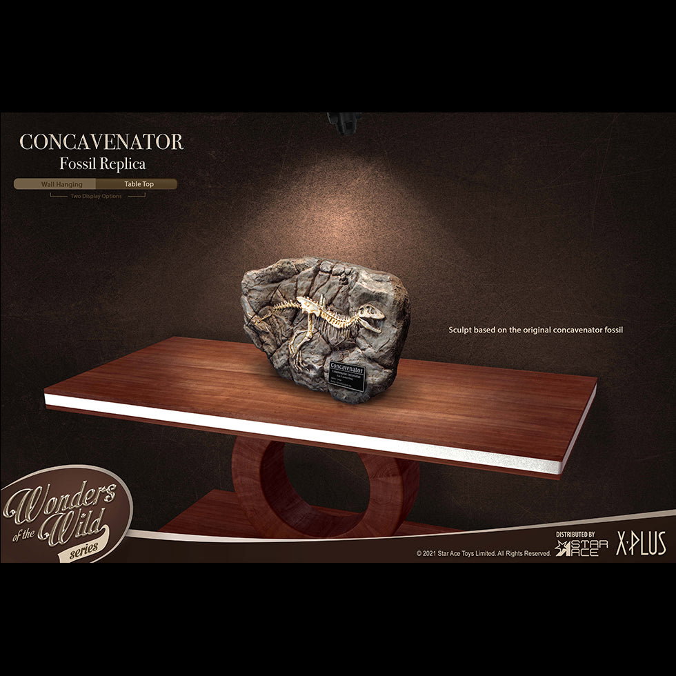 Concavenator (Fossil) image 7