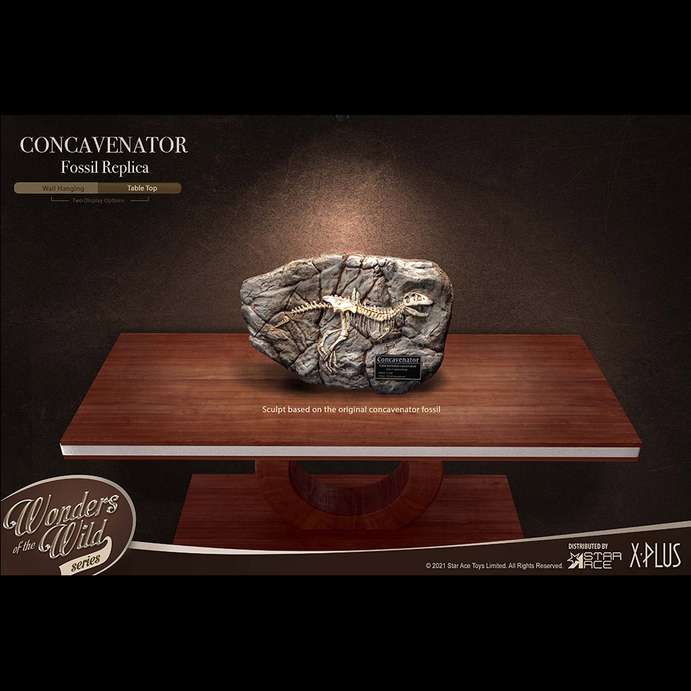 Concavenator (Fossil) image 8
