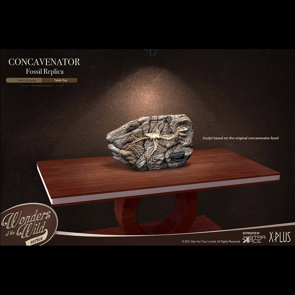 Concavenator (Fossil) image 9
