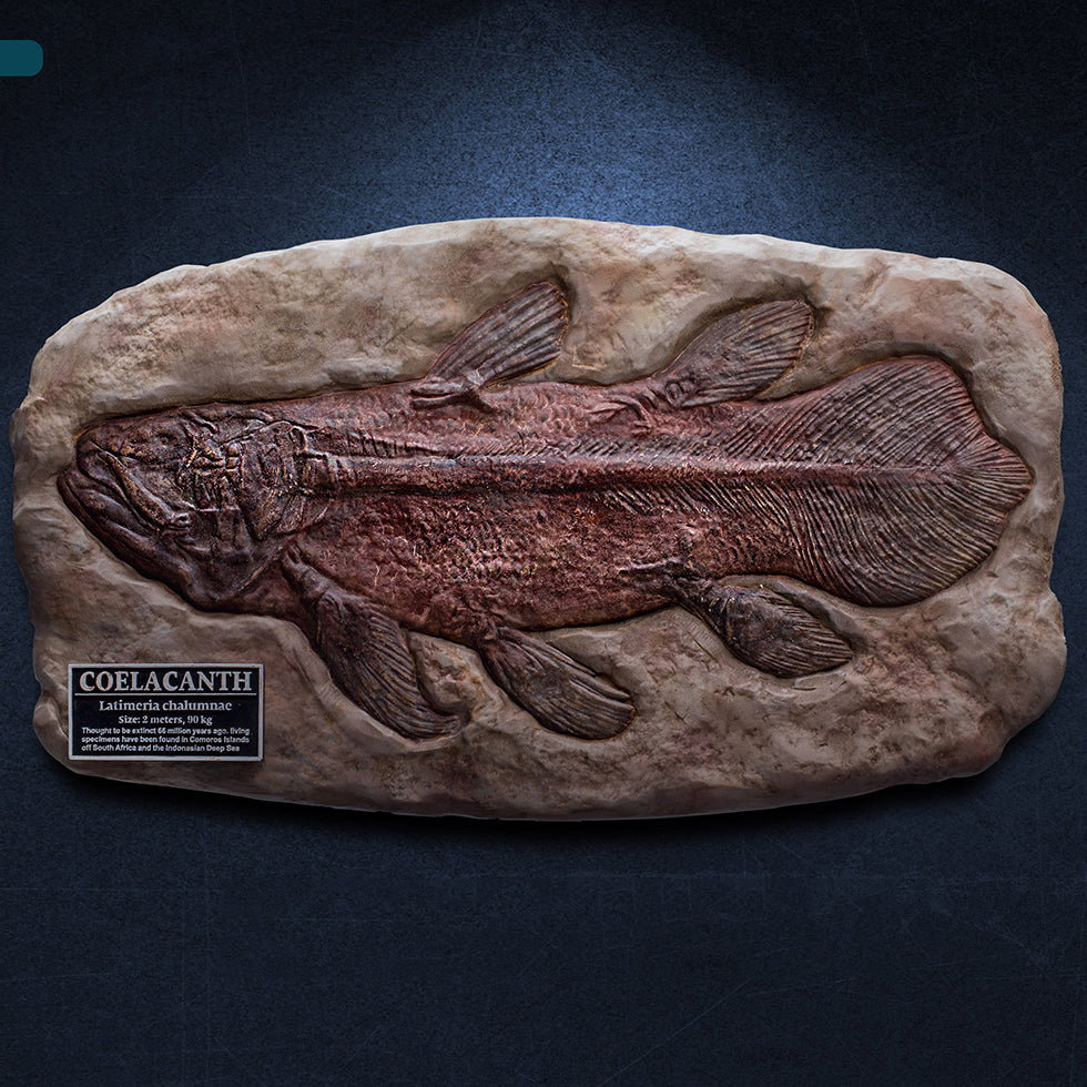 Coelacanth (Fossil) image 1