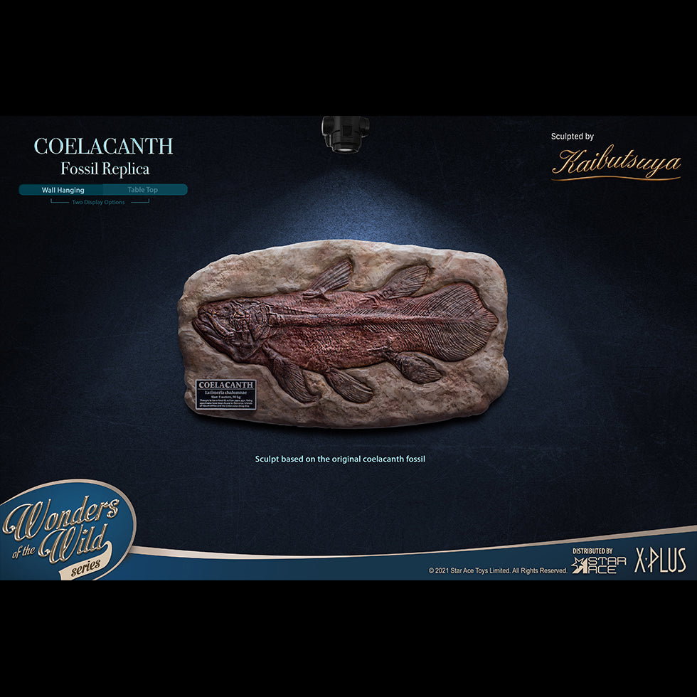 Coelacanth (Fossil) image 4