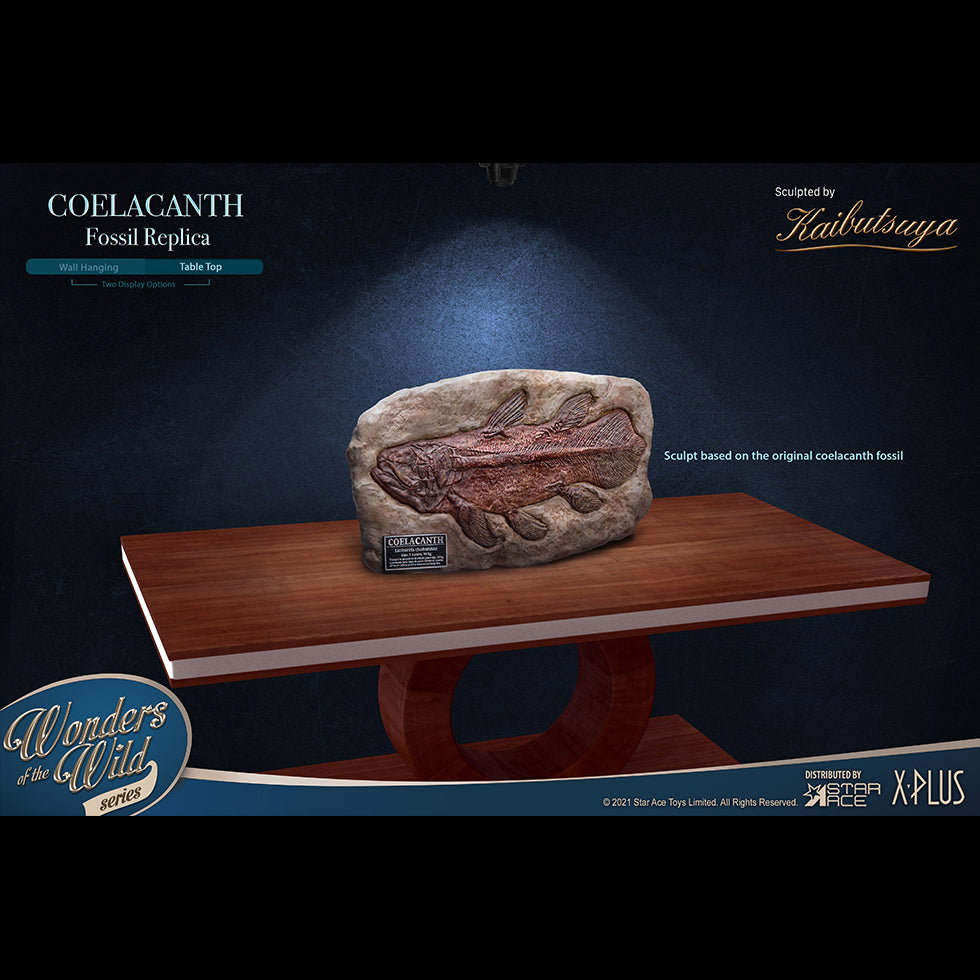 Coelacanth (Fossil) image 8