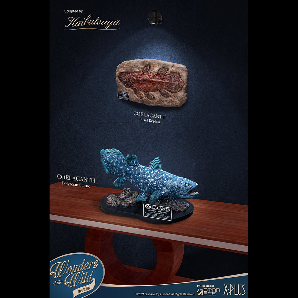 Coelacanth (Fossil) image 9