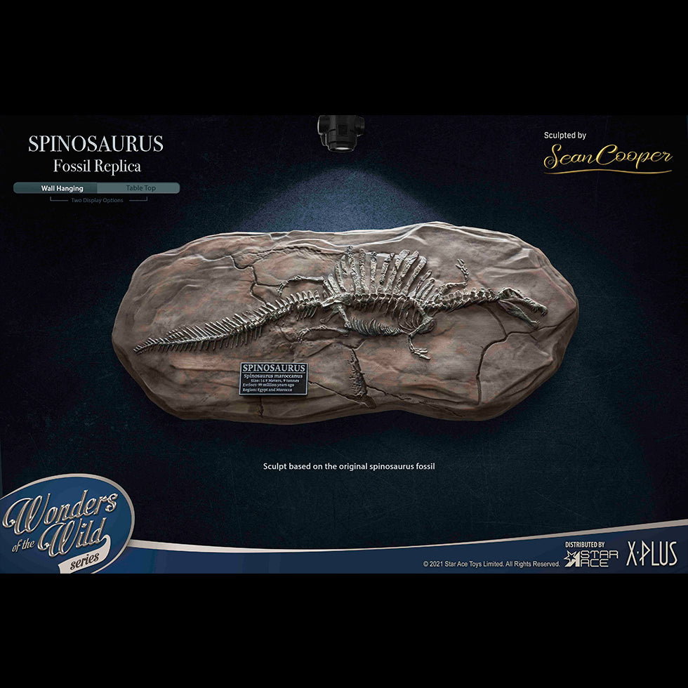 Spinosaurus (Fossil) image 3