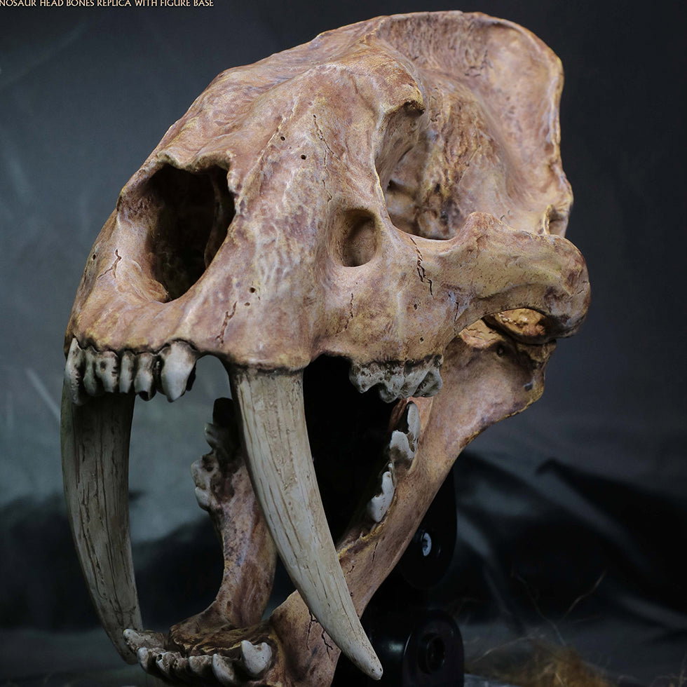 Smilodon Skull Fossil image 1