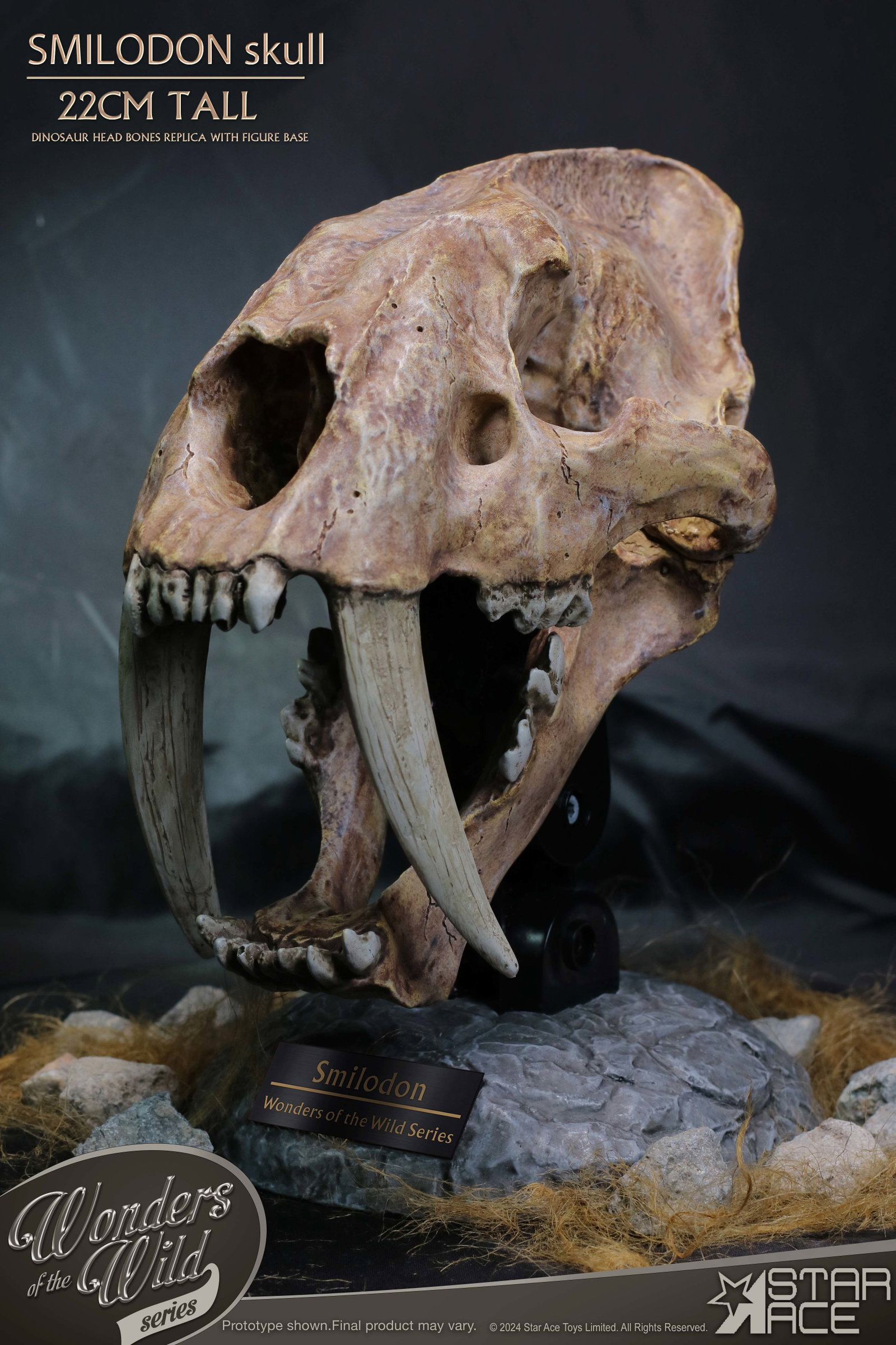 Smilodon Skull Fossil image 2