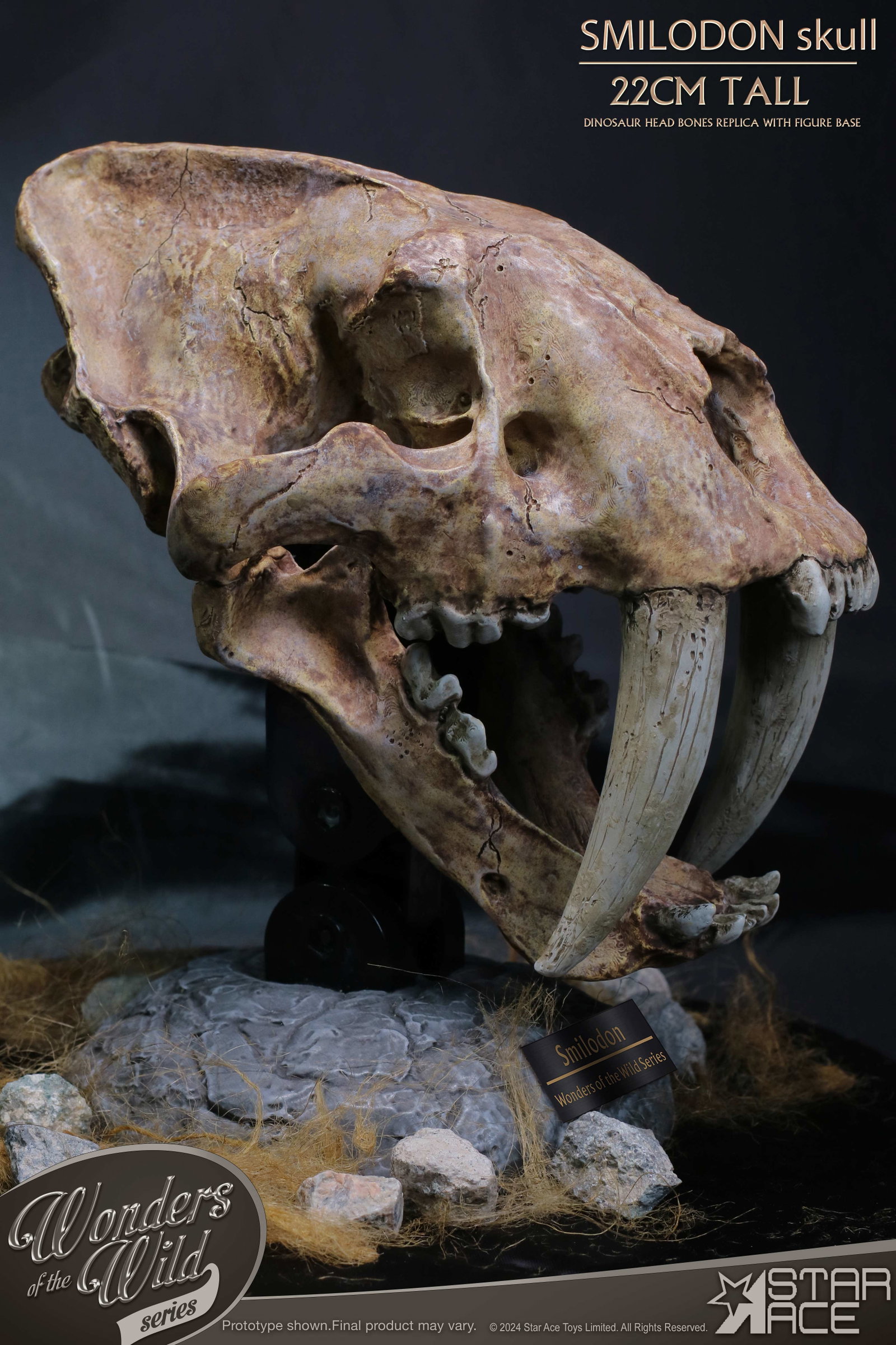 Smilodon Skull Fossil image 3