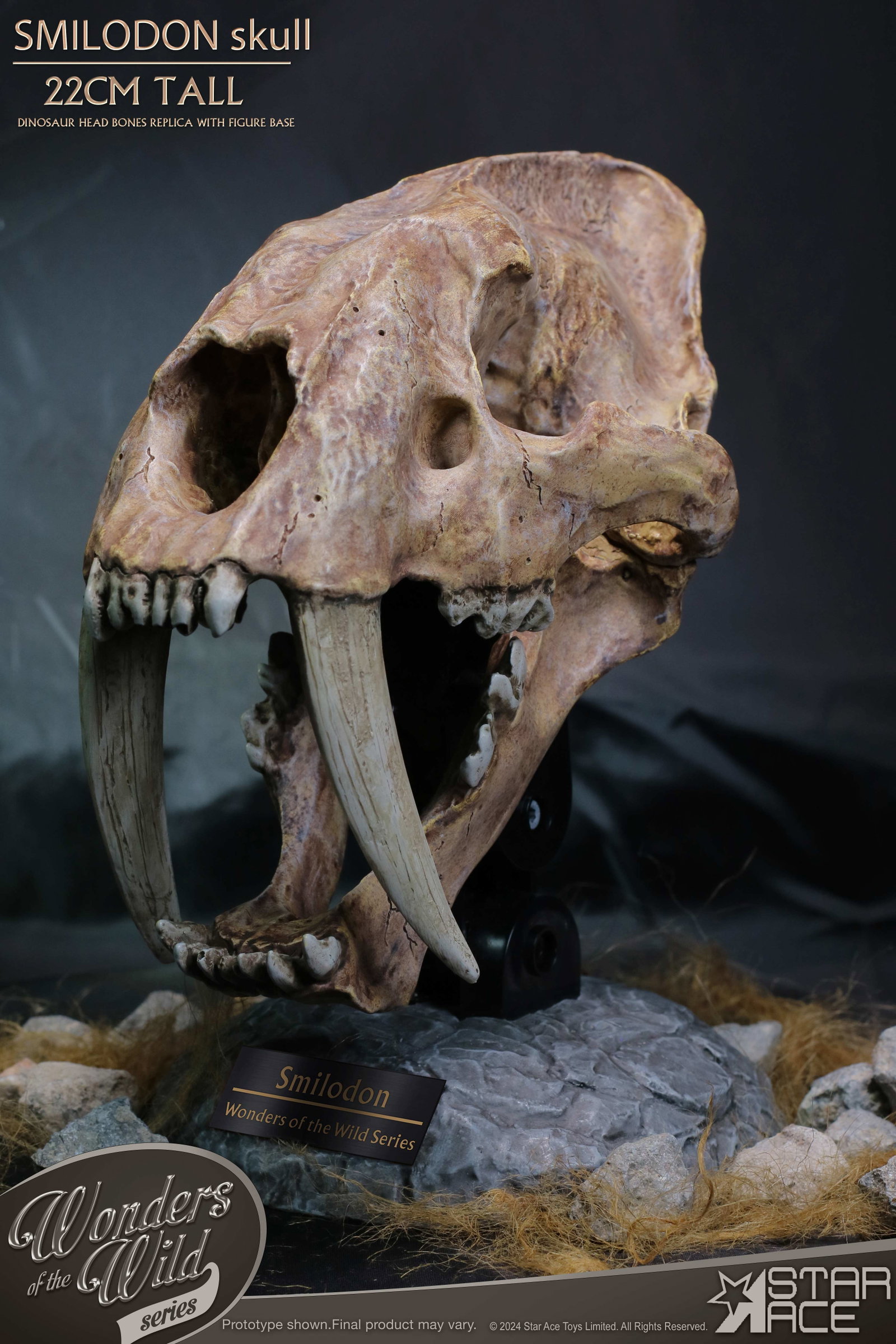 Smilodon Skull Fossil image 4