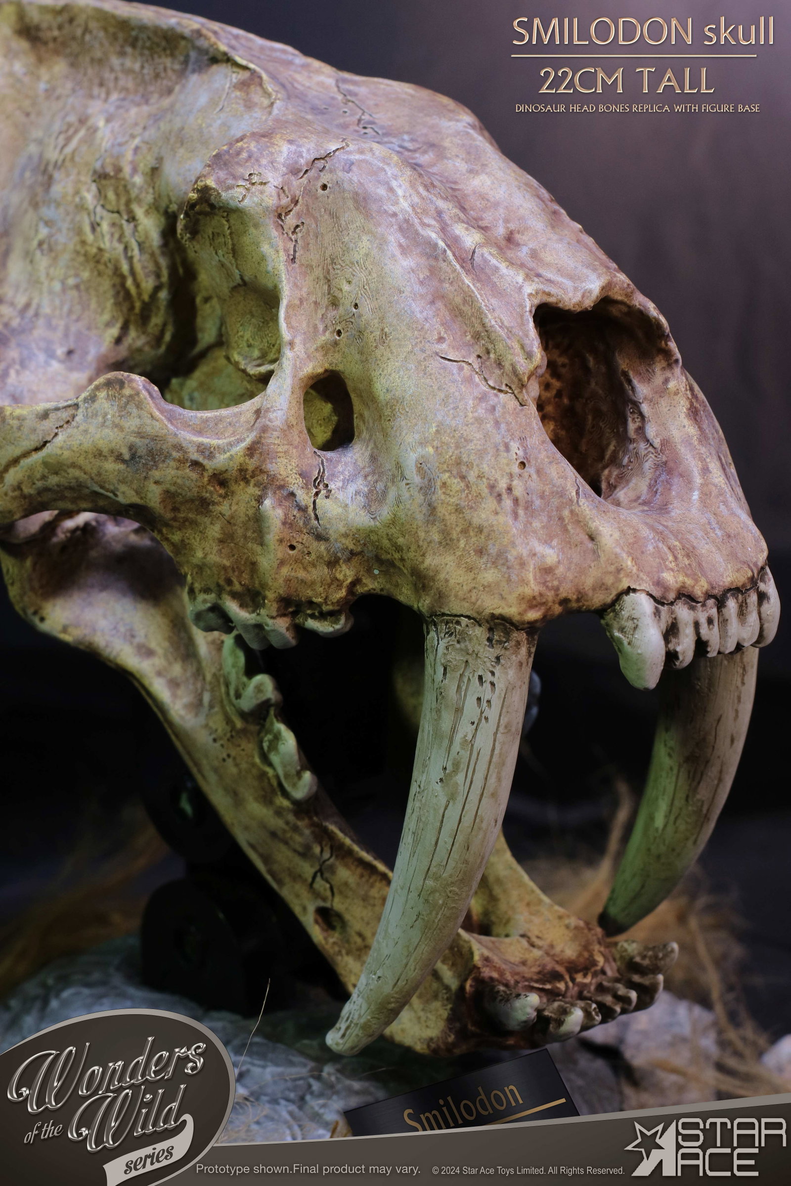 Smilodon Skull Fossil image 5