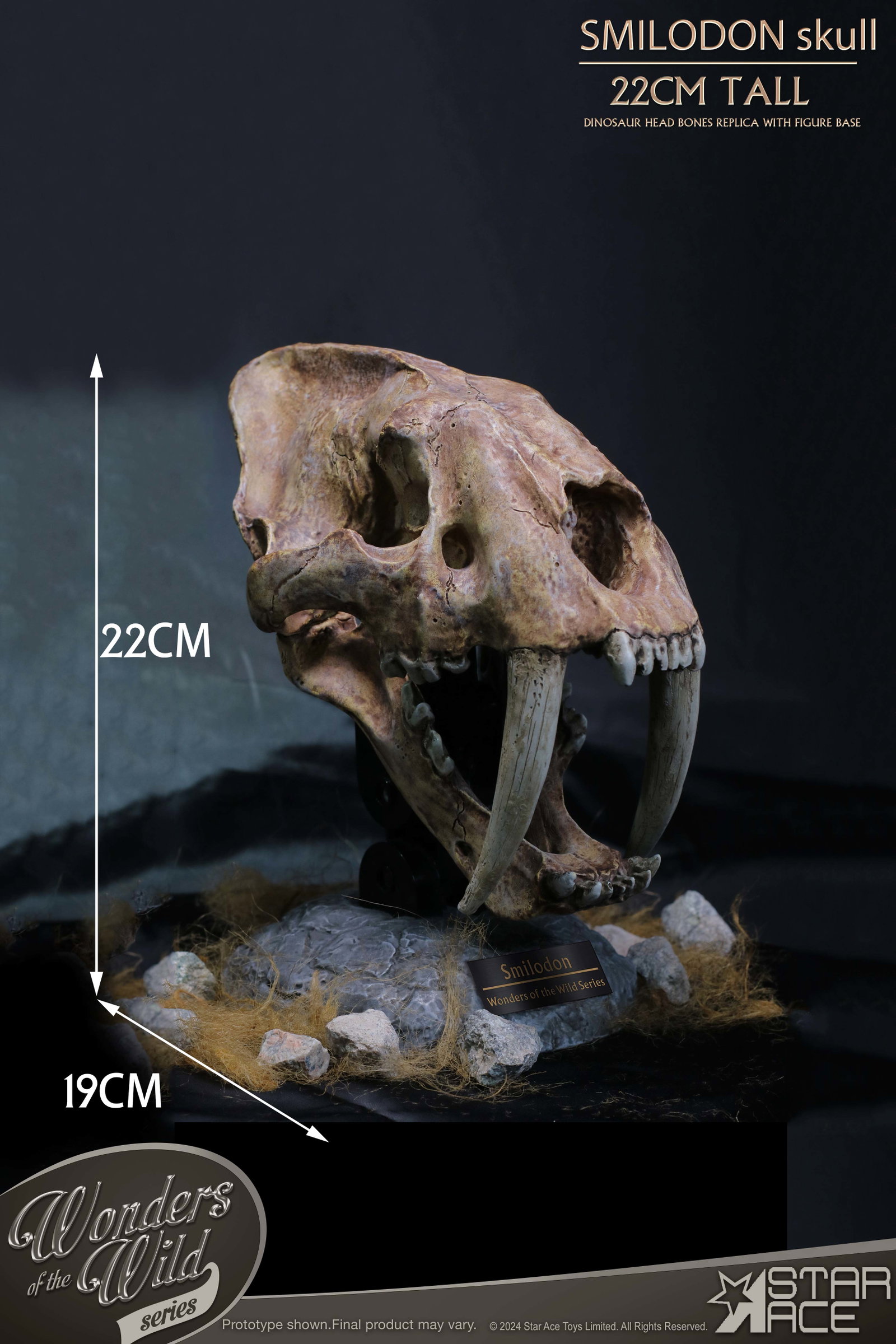 Smilodon Skull Fossil image 6
