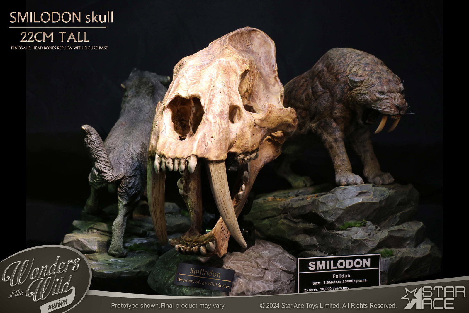 Smilodon Skull Fossil image 7