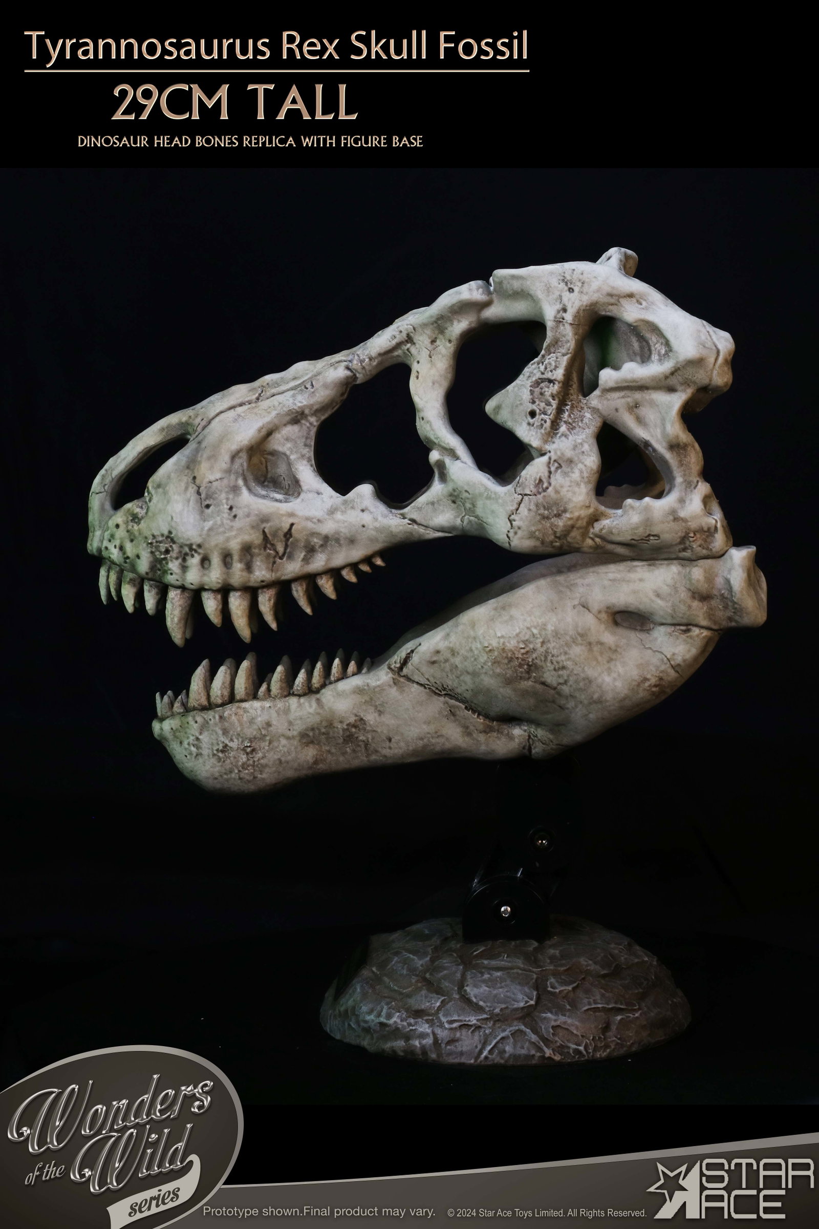 Tyrannosaurus Rex Skull Fossil image 10