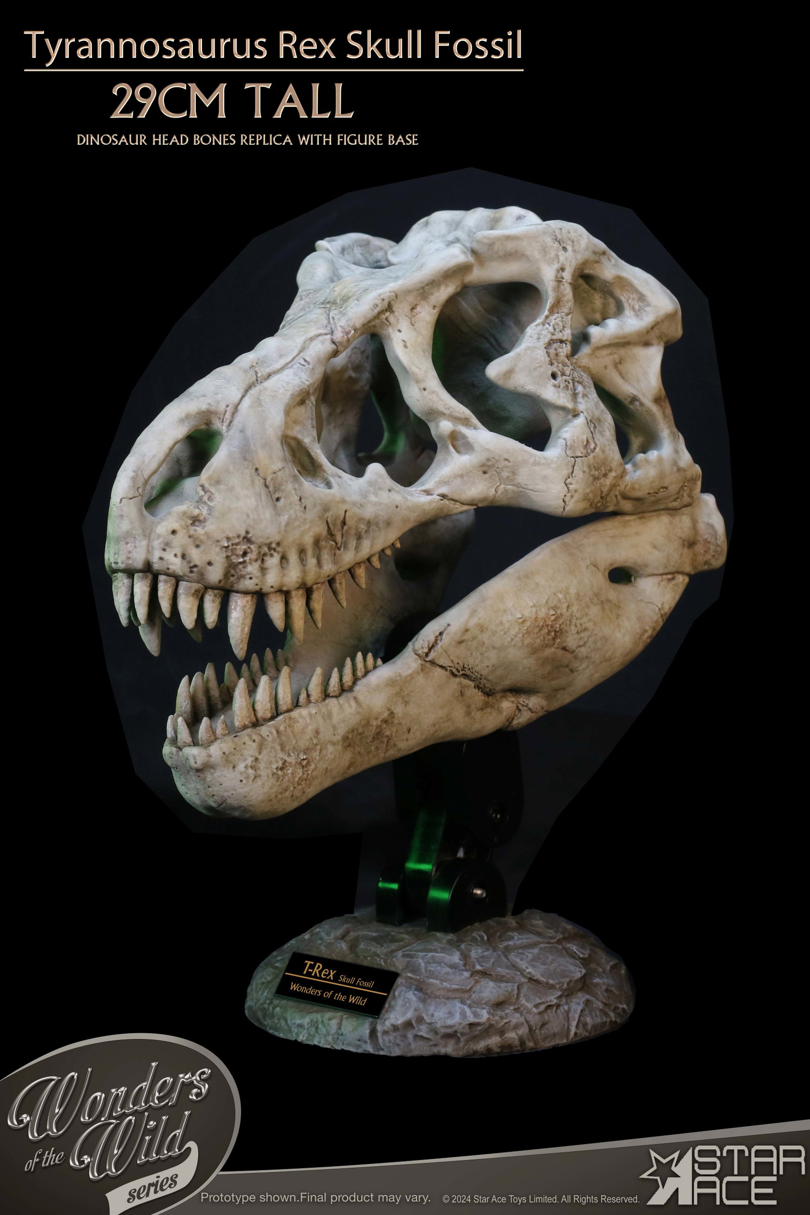 Tyrannosaurus Rex Skull Fossil image 2