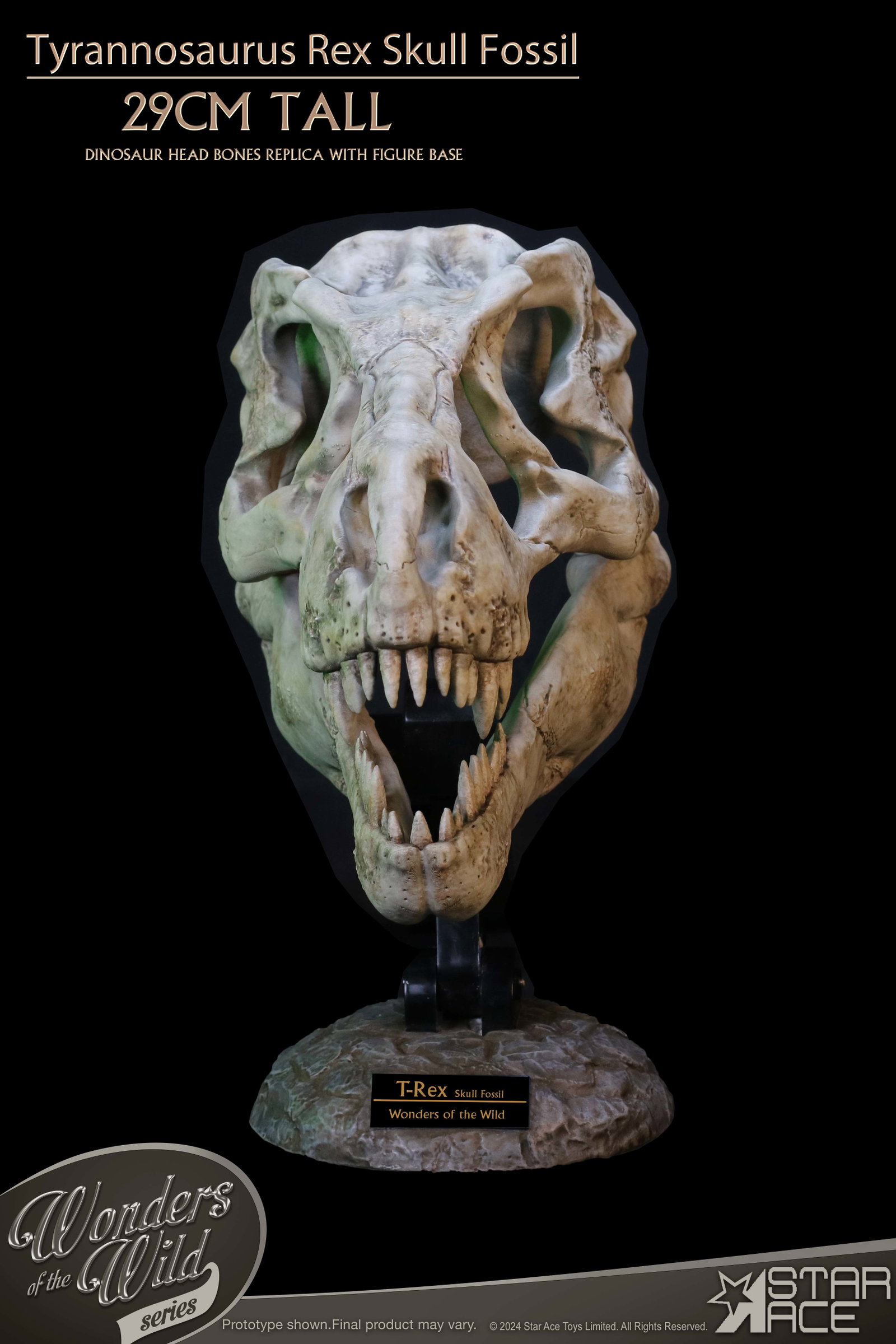 Tyrannosaurus Rex Skull Fossil image 3
