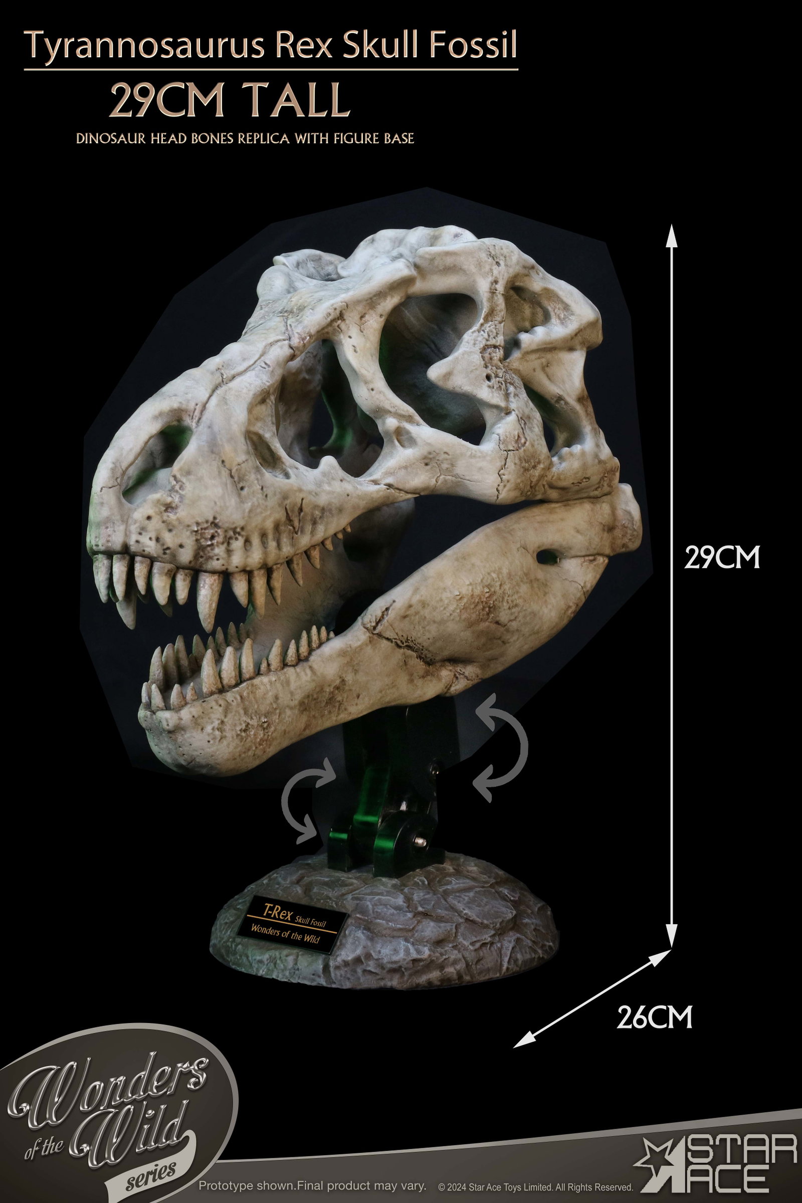 Tyrannosaurus Rex Skull Fossil image 4