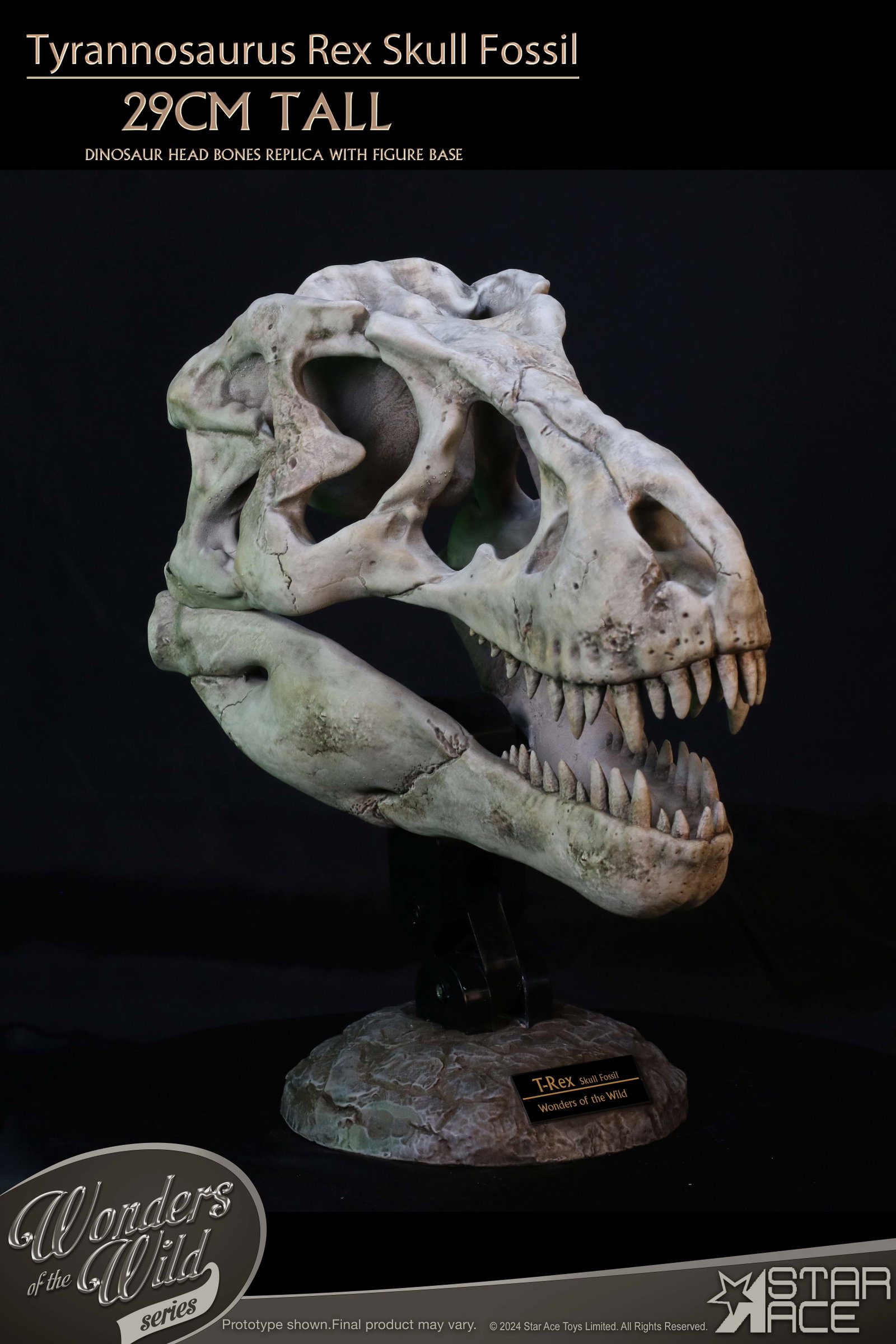 Tyrannosaurus Rex Skull Fossil image 5