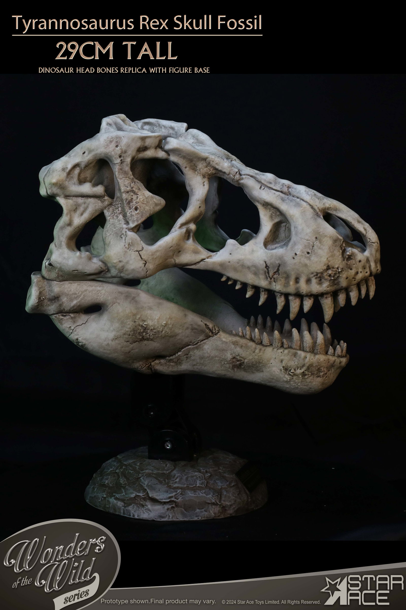 Tyrannosaurus Rex Skull Fossil image 6