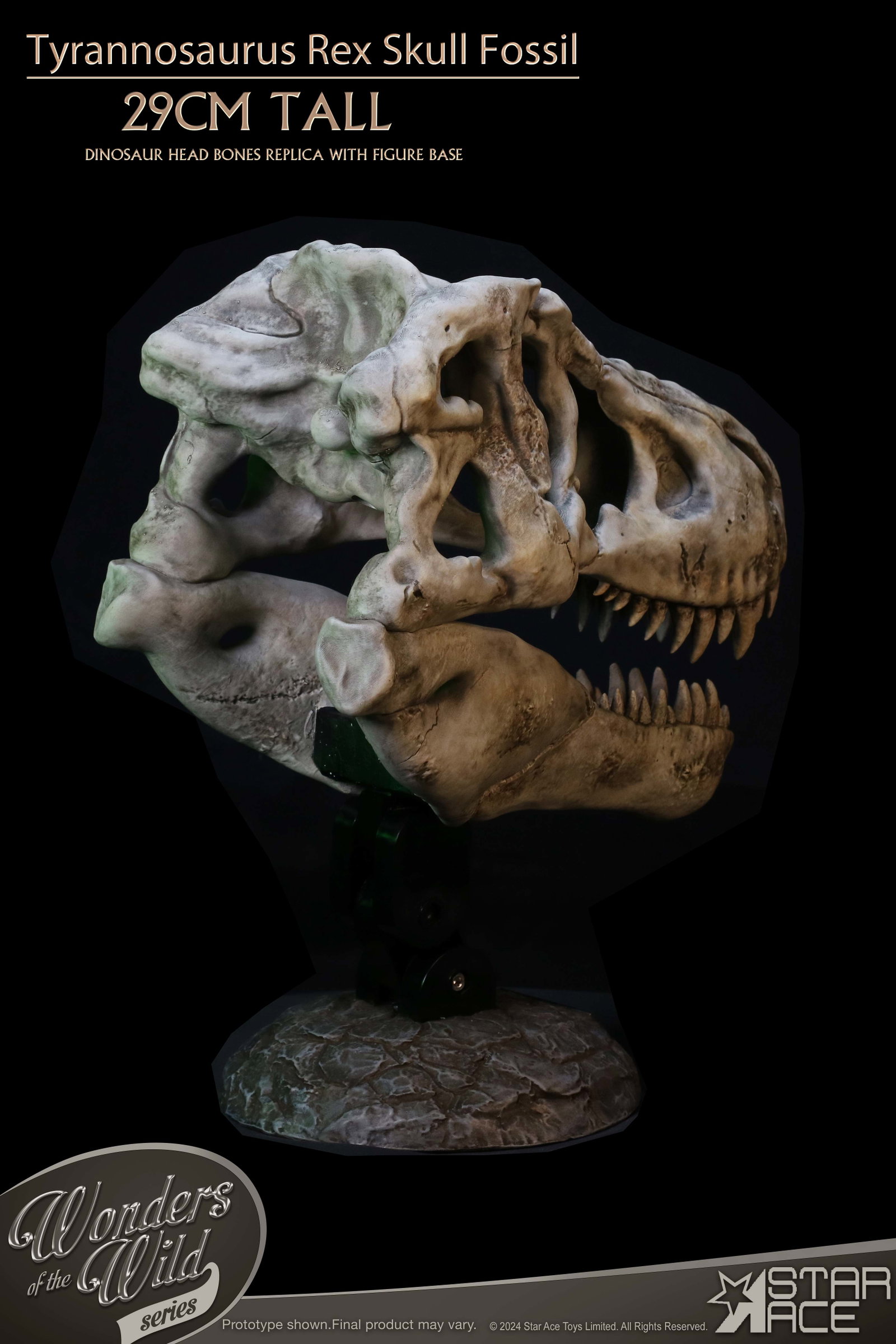 Tyrannosaurus Rex Skull Fossil image 7
