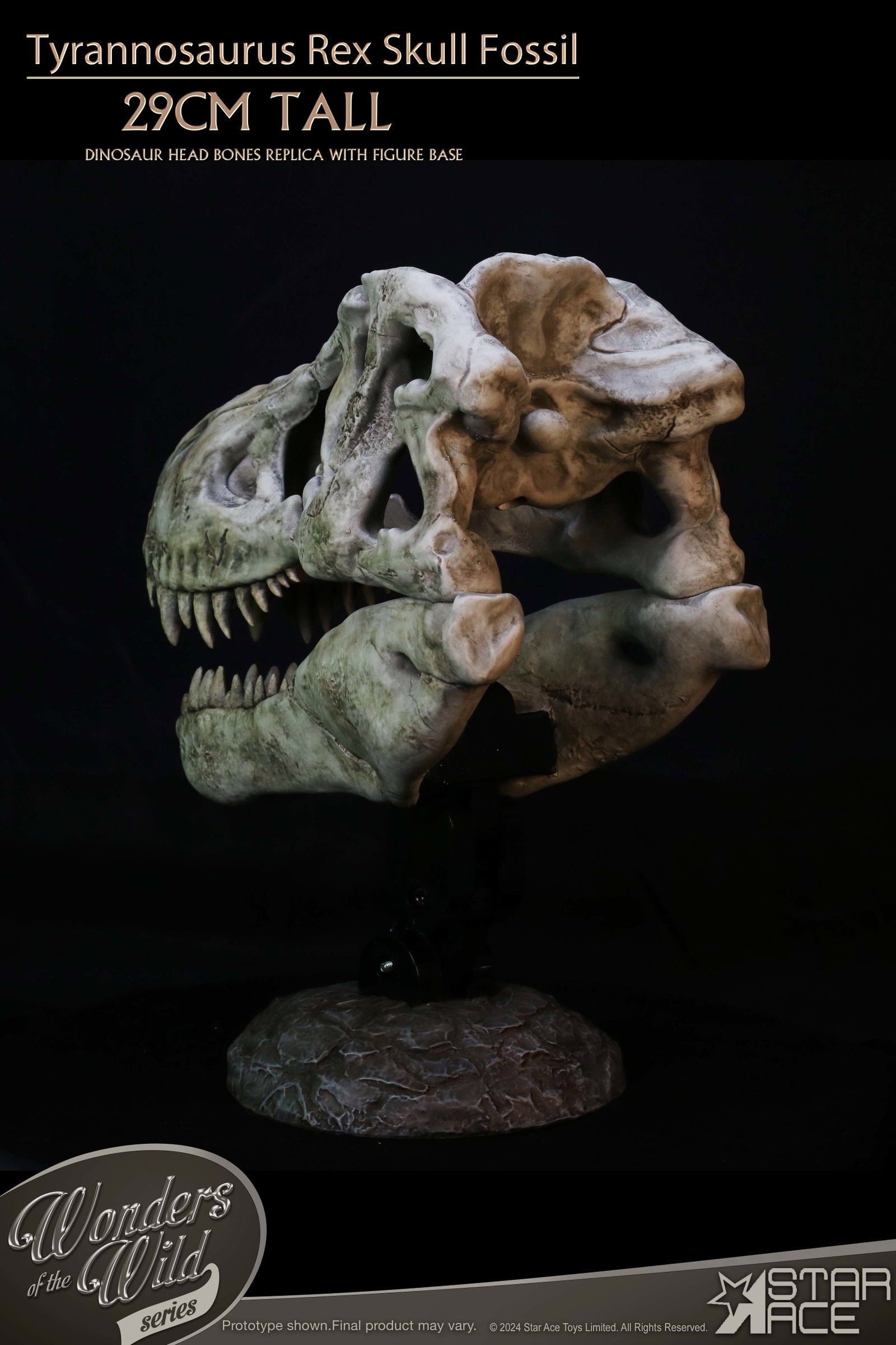 Tyrannosaurus Rex Skull Fossil image 8