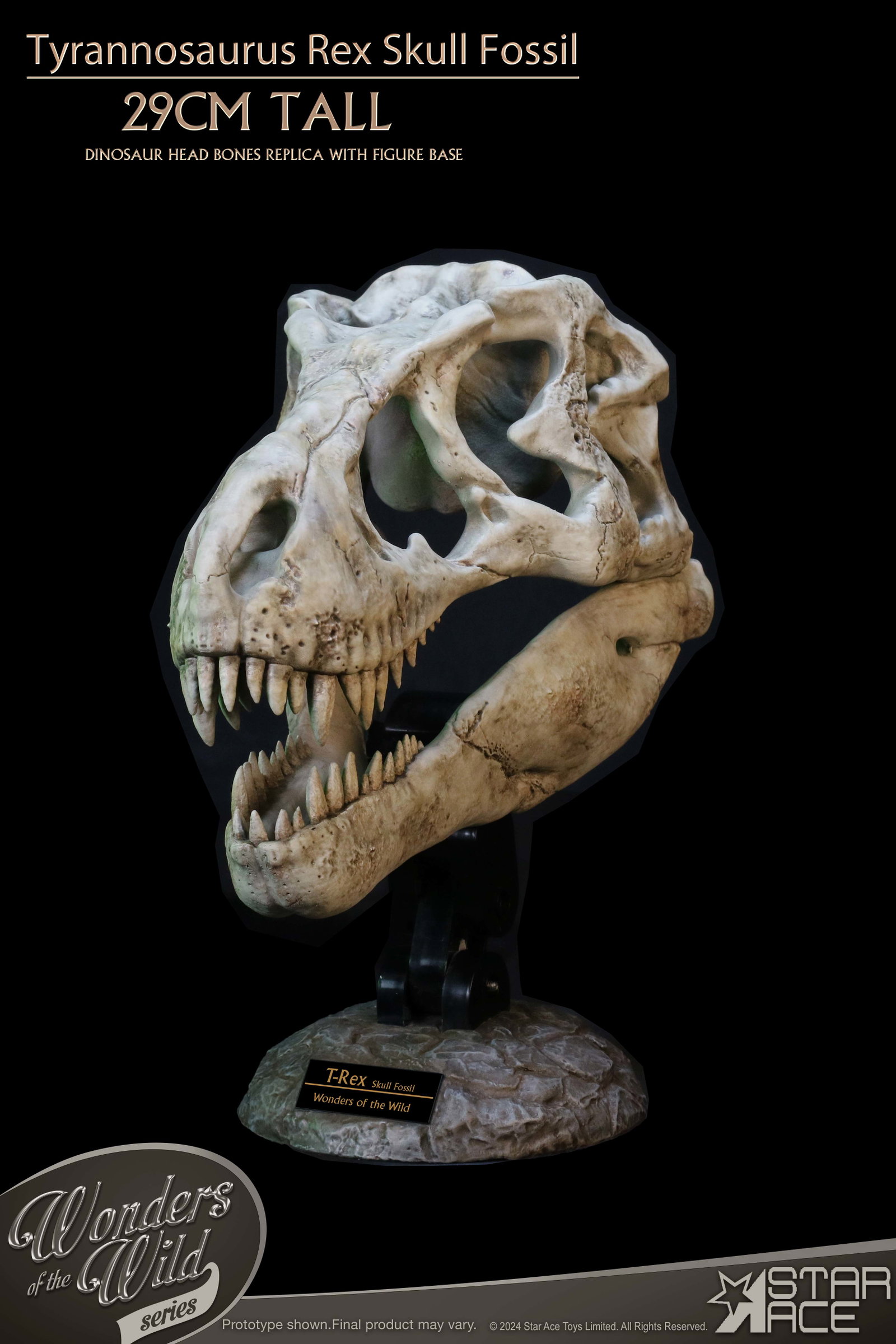 Tyrannosaurus Rex Skull Fossil image 9